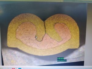 Quality Control and Testing